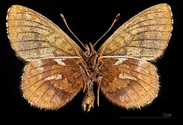 Boloria improba improbula ♂  △