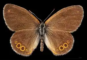 Coenonympha hero ♂