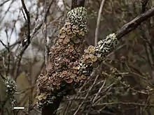 Menegazzia testacea, on a small tree in the Rangipo Desert, New Zealand. Scale bar = 1&nbsp;cm.