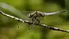 Orthetrum cancellatum