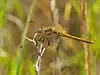 Sympetrum vulgatum