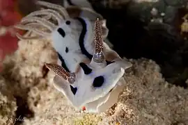 Browny form of Chromodoris willani in Wakatobi National Park, 2016