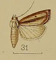 Calamotropha neurigrammalis