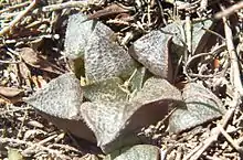 Haworthia magnifica is sometimes considered to be a form of H. mirabilis. It is distinguished by its flowers, but usually has dark, lined, triangular, scabrid leaf-faces.