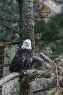 Bald eagle at the zoo