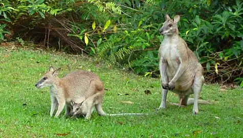 male, female and joey N. a. jardinii, QLD