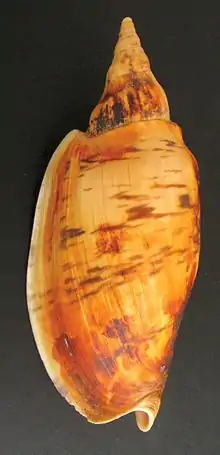 A shell of Alcithoe arabica (smooth form)