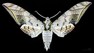 Male Ambulyx sericeipennis okurai, dorsal view