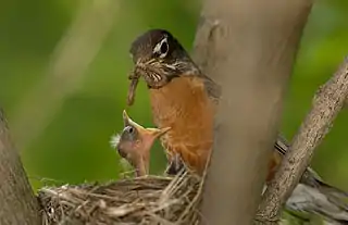 A picture of an American robin sitting in a nest in foliage, feeding a hungry chick a worm
