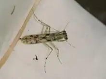 A green praying mantis with dark brown spots and hammer-like head.