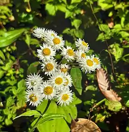 In the Himalayas, Sikkim,&nbsp;India