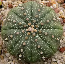 Astrophytum asterias