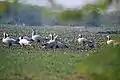 Bar-headed goose flock