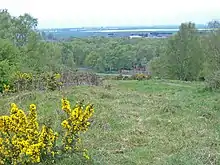 View over uneven country from high ground. In the nearground is some Gorse, inevitably in flower. Down the slope in the midground are the crowns of many trees, in shades of light green. Hazily seen in the far distance the plain between Scunthorpe and Doncaster appears dark blue.
