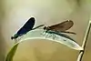 Calopteryx virgo