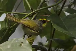 Neora Valley National Park, West Bengal