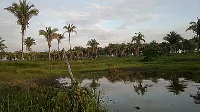 Babassu palm trees in Bom Lugar, Maranhão.
