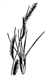 Bouteloua trifida (red grama)