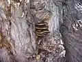 Bracket fungus in the NCA.