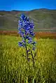 A close up photo of a camas lily in the marsh
