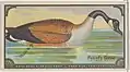 Canada Goose from Game Bird series (1889)