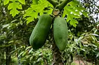 Papaya, unripe