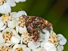 Prochoreutis sehestediana