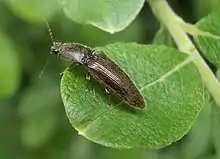 Click beetle, Athous haemorrhoidalis, on sallow
