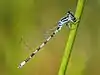 Coenagrion mercuriale