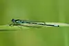 Coenagrion pulchellum
