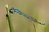 Coenagrion scitulum