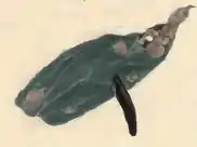 Mined piece of leaf of Centaurea nigra with a larva-case attached