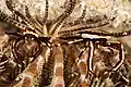 Crinoid crab one of Pilumnidae Family at Wakatobi National Park, 2018