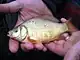 Crucian carp  (Carassius carassius)