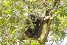 Brown gibbon