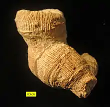 Epistreptophyllum, a scleractinian coral from the Matmor Formation (Middle Jurassic) of southern Israel; side view