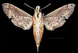 Eupanacra mydon male ventral