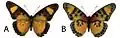 E. s. nipponicorum female dorsal (a); ventral (b)