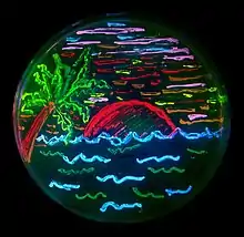 Beach scene with live bacteria in a Petri dish expressing different fluorescent proteins. Microbial art by Nathan Shaner, 2006