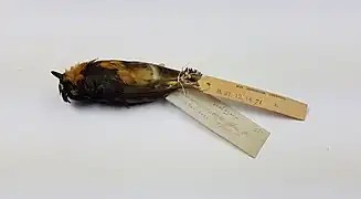 Snowy-browed flycatcher collected during the Federated Malay States Museums expedition to Gunung Tahan.