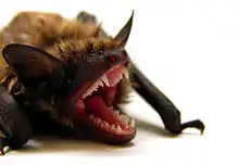 A small, fluffy mammal opens its jaws at the camera, reveal sharp teeth