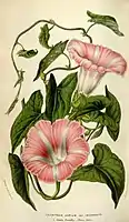Calystegia sepium (van Houtte, L., 1853)