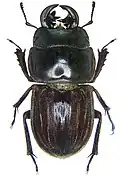 Geodorcus helmsi