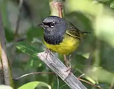Eye arcs above and below the eye of a male MacGillivray's warbler
