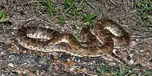 Texas glossy snake (Arizona elegans arenicola), Colorado County, Texas