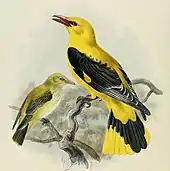 yellow and black bird