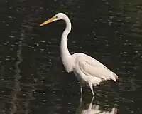 Eastern great egret (Ardea modesta)