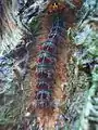 Gypsy moth caterpillar, Lymantria dispar dispar, on birch trunk