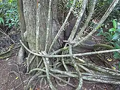 Stems coiled on the ground