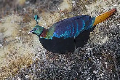 Himalayan monal(Lophophorus impejanus ♂)
